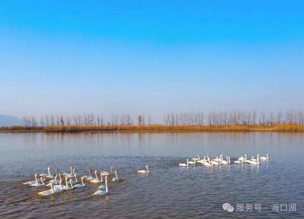  从“十年九淹”到“候鸟天堂”：海口湖的绿色重生之路